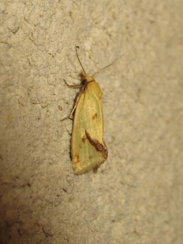 Réf. 190 368 : Agapeta hamana