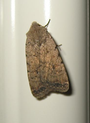 Réf. 190 371 : Caradrina clavipalpis