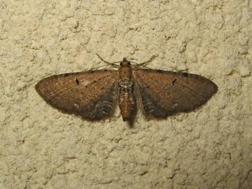 Eupithecia (absinthiata-assimilata)
