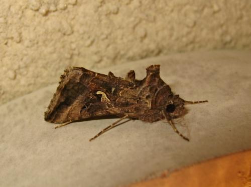 Réf. 190 551 : Autographa gamma
