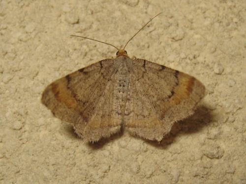 Réf. 190 504 : Macaria liturata