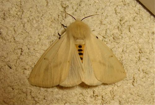 Spilosoma lutea
