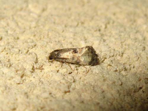 Cochylis dubitana