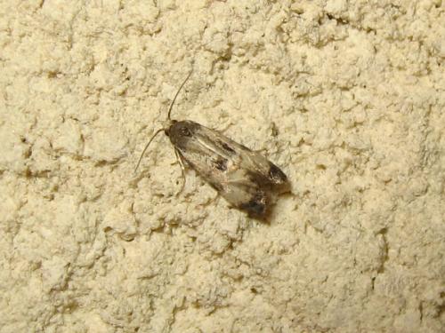 Réf. 190 821 : Cochylis dubitana