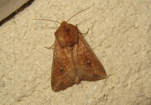 Réf. 190 299 : Mythimna albipuncta
