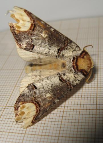 Phalera bucephala