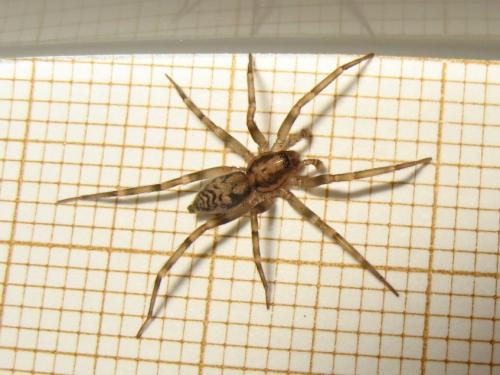 Liocranum rupicola
