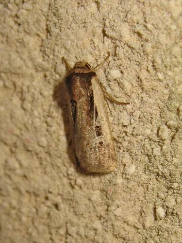 Réf. 190 502 : Ochropleura plecta