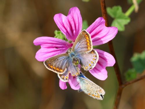 Polyommatus icarus