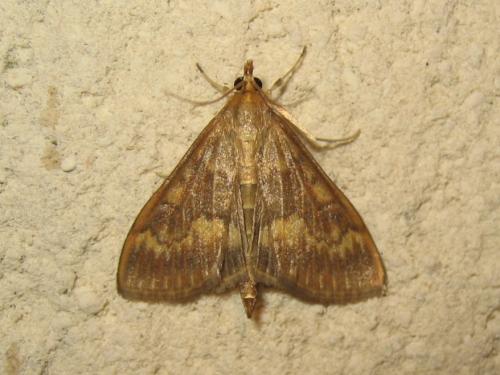 Réf. 190 301 : Ostrinia nubilalis