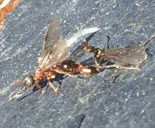 Myrmica sp.
