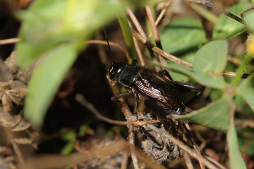 Svercus palmetorum