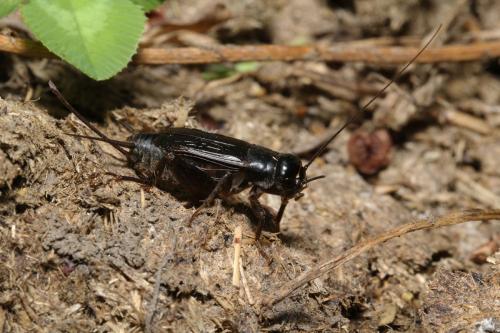 Réf. 190 113 : Svercus palmetorum