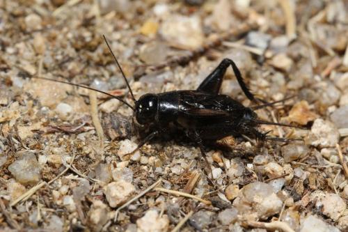 Svercus palmetorum
