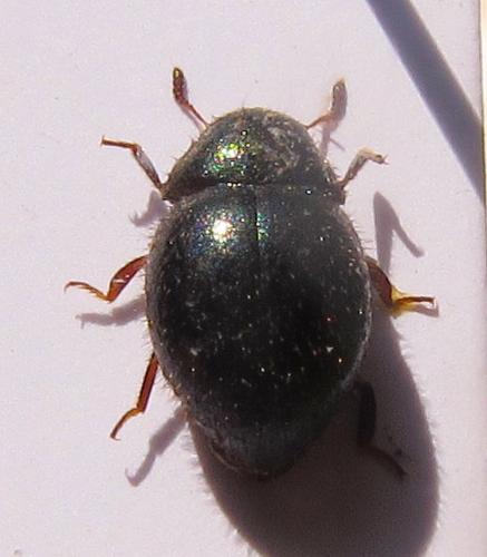 Trichobyrrhulus stierlini