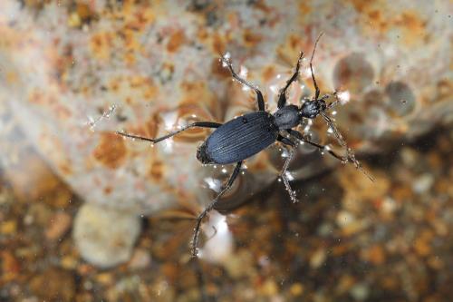 Galerita tristis