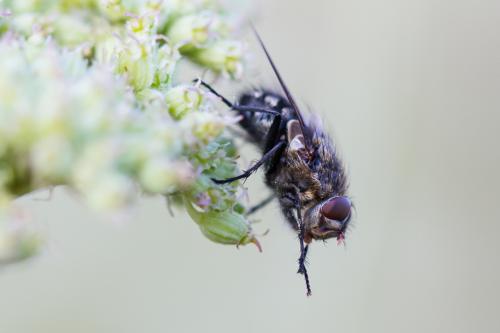 Pollenia sp.