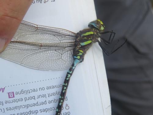 Aeshna juncea
