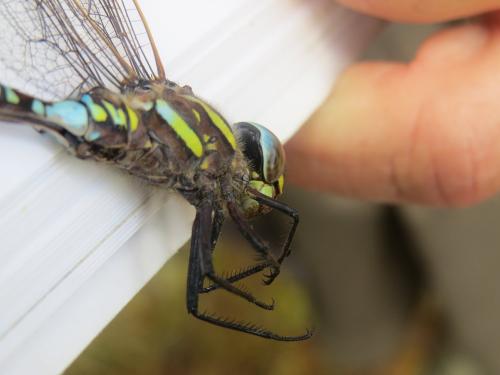 Aeshna juncea