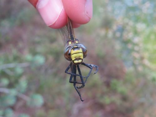 Aeshna juncea