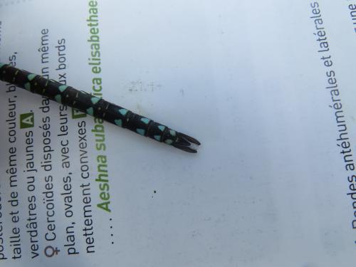 Aeshna juncea