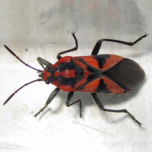 Spilostethus furcula