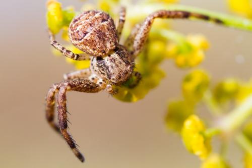Xysticus sp.