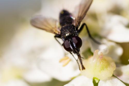 Réf. 190 328 : Phasiinae inconnu