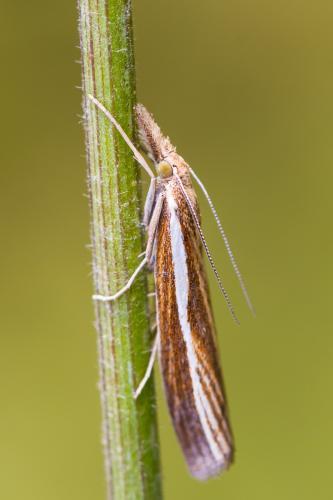 Réf. 190 814 : Agriphila tristella