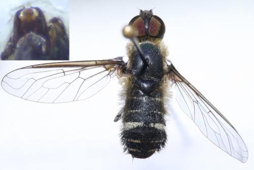 Réf. 190 348 : Villa cingulata