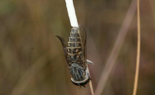 Réf. 190 505 : Tabanus glaucopis