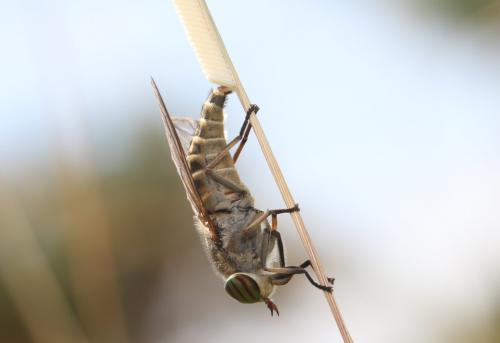 Réf. 190 506 : Tabanus glaucopis
