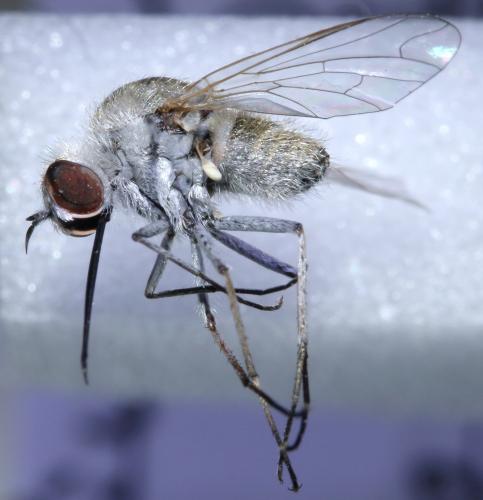 Geron gibbosus