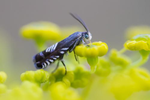 Réf. 190 539 : Grapholita compositella