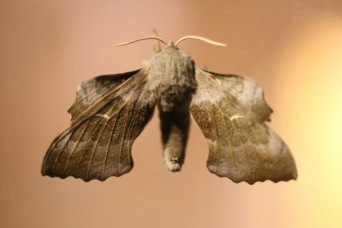 Réf. 190 249 : Laothoe populi