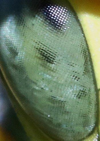 Polistes dominula