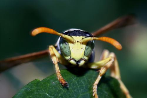 Polistes dominula