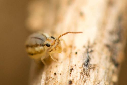Réf. 190 059 : Fasciosminthurus pseudovirgulatus