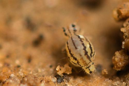 Fasciosminthurus pseudovirgulatus