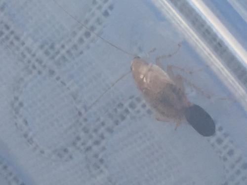 Planuncus vinzi