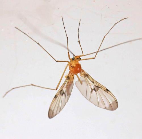 Réf. 190 450 : Macrocera phalerata