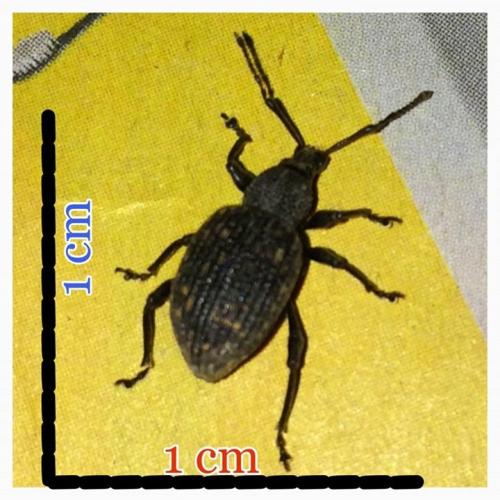 Otiorhynchus sulcatus