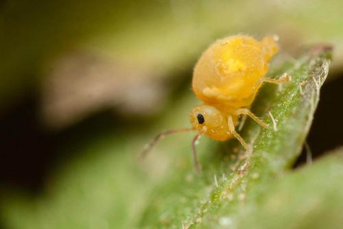 Bourletiella arvalis