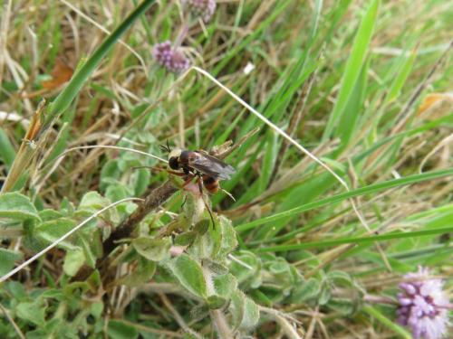 Réf. 190 236 : Physocephala vittata