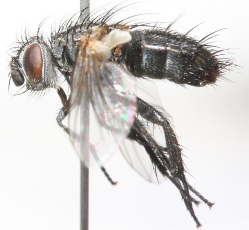 Réf. 190 139 : Linnaemya lithosiophaga