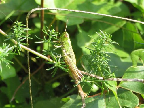 Réf. 190 629 : Pseudochorthippus parallelus