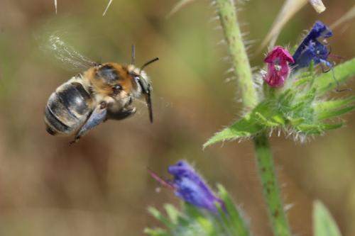 Réf. 190 073 : Anthophora femorata