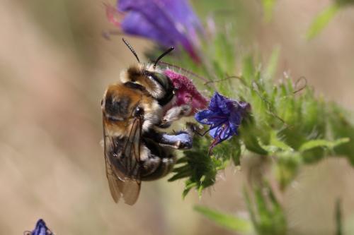 Réf. 190 074 : Anthophora femorata