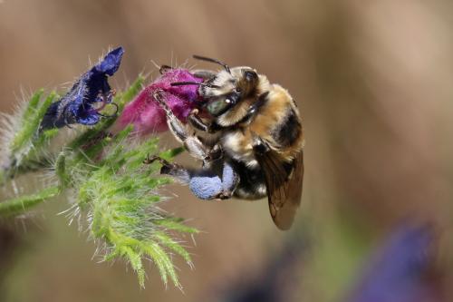 Réf. 190 072 : Anthophora femorata