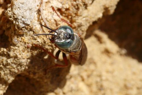 Réf. 190 749 : Tachysphex sp.